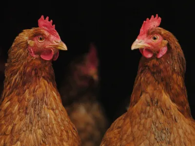 perutnina, koko&scaron;i, perjad, ilustrativna fotografija - - virus ptičja gripa, //FOTO: Jaka Adamič<br><br>OPOMBA: ZA OBJAVO V SOBOTNI PRILOGI - REPORTAŽA