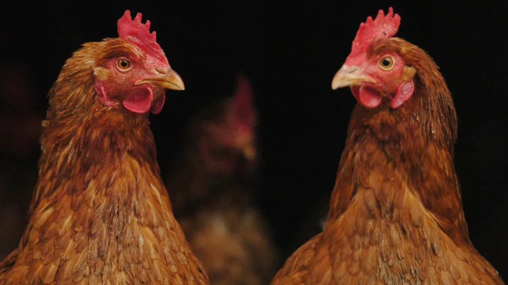 perutnina, koko&scaron;i, perjad, ilustrativna fotografija - - virus ptičja gripa, //FOTO: Jaka Adamič<br><br>OPOMBA: ZA OBJAVO V SOBOTNI PRILOGI - REPORTAŽA