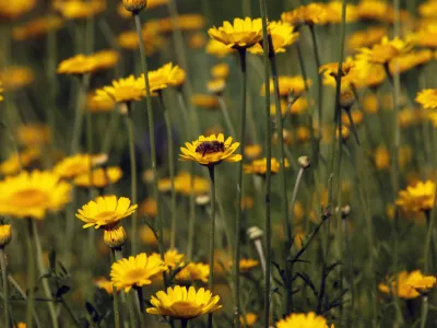 travni&scaron;ke cvetlice - čebele - cvet<br><br><br>- Zeli&scaron;čarska kmetija Plavica - Cerovec 34 - Dolenjske Toplice, zeli&scaron;čarstvo<br><br><br><br><br><br>//FOTO: Jaka Gasar