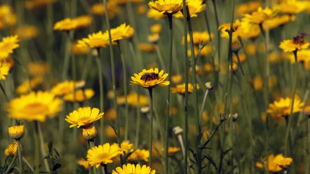 travni&scaron;ke cvetlice - čebele - cvet<br><br><br>- Zeli&scaron;čarska kmetija Plavica - Cerovec 34 - Dolenjske Toplice, zeli&scaron;čarstvo<br><br><br><br><br><br>//FOTO: Jaka Gasar