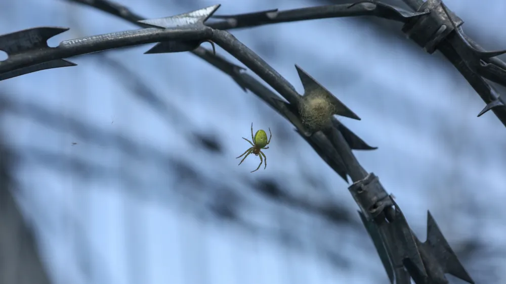 Na 670 kilometrov dolgi meji od Goričkega do Pirana stoji 143 kilometrov panelne ograje. To ograjo naj bi &ndash; kar bo znano najkasneje jutri &ndash; v prihodnjih mesecih za sedem milijonov evrov podirali delavci podjetja Minis. Dobrih 50 kilometrov rezilne žice, ki je prav tako sestavljala &raquo;tehnične ovire&laquo; na meji, pa je vojska lani že odstranila.