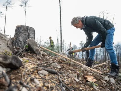 Kras, Rence.<br>Druzba Slovenski drzavni gozdovi je na stirih lokacijah po drzavi organizirala vseslovensko prostovoljno akcijo sajenja mladih dreves z naslovom Pomladimo gozdove 2023. V blizini Renc na Goriskem Krasu so na povrsini, ki jo je prizadel lanski veliki pozar, sejali semena drevesnih vrst.