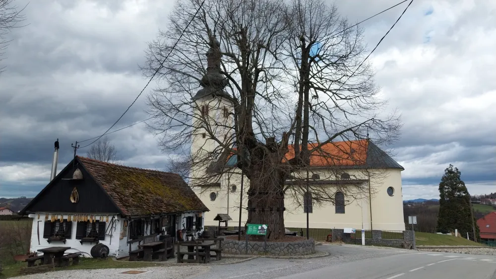 Gornja Stubica, lipa Matija Gubca