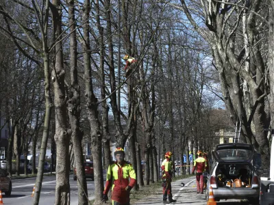 - 28.03.2023 &ndash; Topni&scaron;ka ulica v Ljubljani - redno obrezovanje dreves - //FOTO: Luka Cjuha
