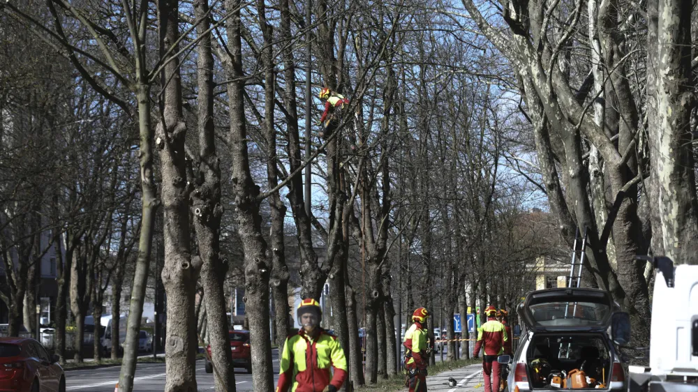 - 28.03.2023 &ndash; Topni&scaron;ka ulica v Ljubljani - redno obrezovanje dreves - //FOTO: Luka Cjuha