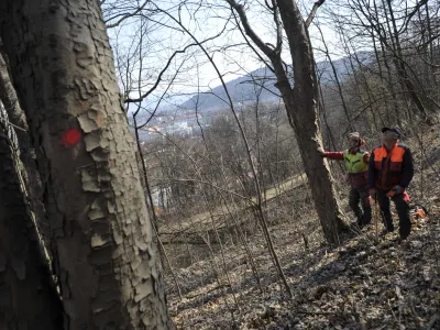 - Grajski grič pod Ljubljanskim gradom 2012, nujni posek - sečnja 140 dreves na strmem gozdnem zemlji&scaron;ču v lasti MOL, ki se nagiba nad staro mestno jedro - podiranje okuženega, z insekti napadenega, močno po&scaron;kodovanega drevja  //FOTO: Tomaž Zajel&scaron;nik