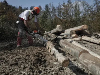 - So&scaron;ko gozdno gospodarstvo Tolmin -  - Občina Idrija - sanacija po&scaron;kodovanih gozdov sečnja in spravilo po&scaron;kodovanega lesa - podrta - polomljena drevesa - gozdovi - gozd - les - hlodovina - gozdarstvo- 30.9.2014 - odpravljanje posledic po ledeni ujmi - sanacija po žledolomu - žledolom - ledena ujma -  ///FOTO: Luka CjuhaOPOMBA: ZA OBJAVO V PRILOGI &ndash; DNEVNIKOV OBJEKTIV - REPORTAŽA 2014.