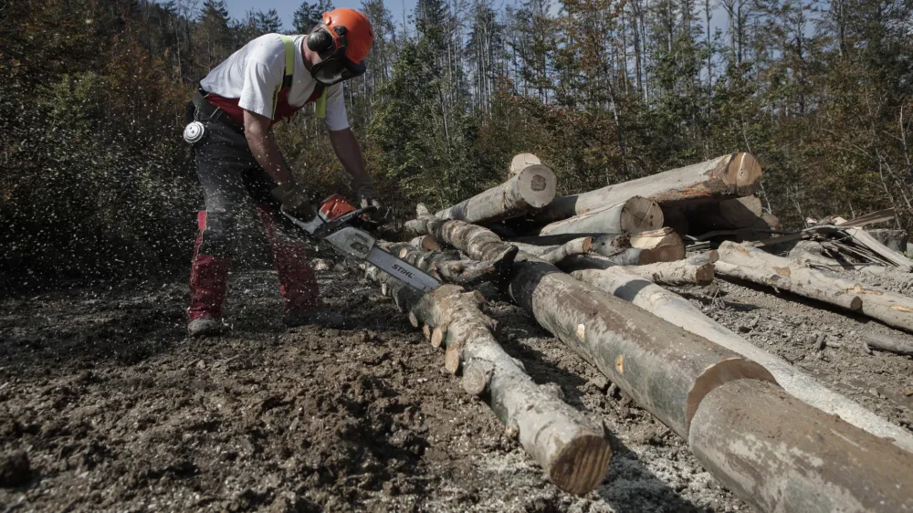 - So&scaron;ko gozdno gospodarstvo Tolmin -  - Občina Idrija - sanacija po&scaron;kodovanih gozdov sečnja in spravilo po&scaron;kodovanega lesa - podrta - polomljena drevesa - gozdovi - gozd - les - hlodovina - gozdarstvo- 30.9.2014 - odpravljanje posledic po ledeni ujmi - sanacija po žledolomu - žledolom - ledena ujma -  ///FOTO: Luka CjuhaOPOMBA: ZA OBJAVO V PRILOGI &ndash; DNEVNIKOV OBJEKTIV - REPORTAŽA 2014.