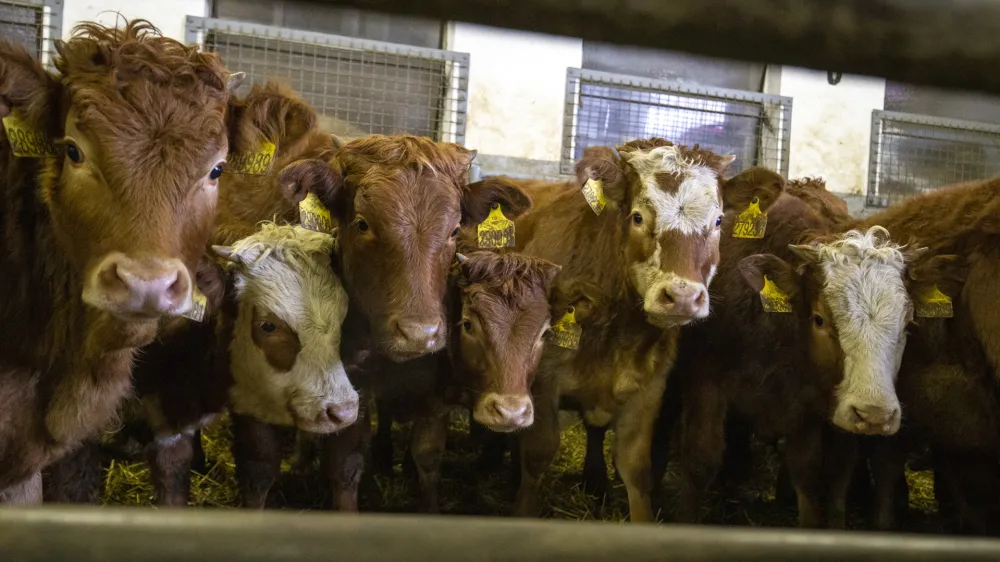 - govedoreja - govedo, krave, telice- 14.12.2018, Jurovski Dol - Družinsko podjetje Vita - &Scaron;pindler d.o.o. je bilo ustanovljeno 26.3.2003 in danes spada med največje uvoznike in izvoznike živine v Sloveniji. Ukvarjajo se s prodajo in odkupom živih živali &ndash; goveda, predvsem preko lastnega zbirnega centra v Jurovskem Dolu.Foto: Matjaž Ru&scaron;t