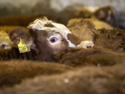 - govedoreja - govedo, krave, telice- 14.12.2018, Jurovski Dol - Družinsko podjetje Vita - &Scaron;pindler d.o.o. je bilo ustanovljeno 26.3.2003 in danes spada med največje uvoznike in izvoznike živine v Sloveniji. Ukvarjajo se s prodajo in odkupom živih živali &ndash; goveda, predvsem preko lastnega zbirnega centra v Jurovskem Dolu.Foto: Matjaž Ru&scaron;t