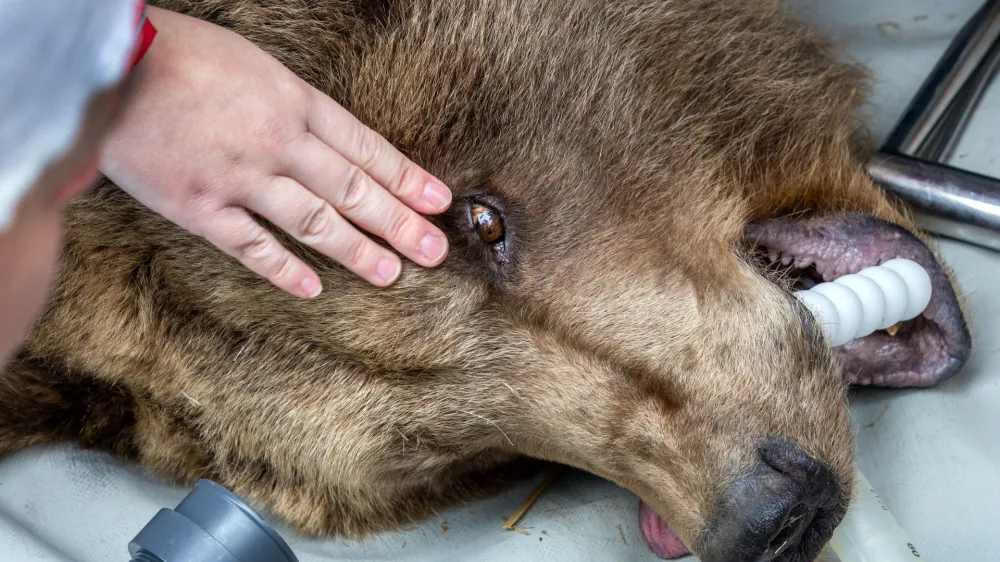 18 April 2023, Mecklenburg-Western Pomerania, Stuer: A veterinarian checks the eye of the anesthetized bear Ida, who was born in 1995 in the Stendal Zoo. The bear is taken to an examination room for a detailed examination by veterinarians. Over two days, a total of four bears from the park of the animal protection foundation "Vier Pfoten" are subjected to a detailed medical check by the veterinarians from Berlin. Photo: Jens B&uuml;ttner/dpa