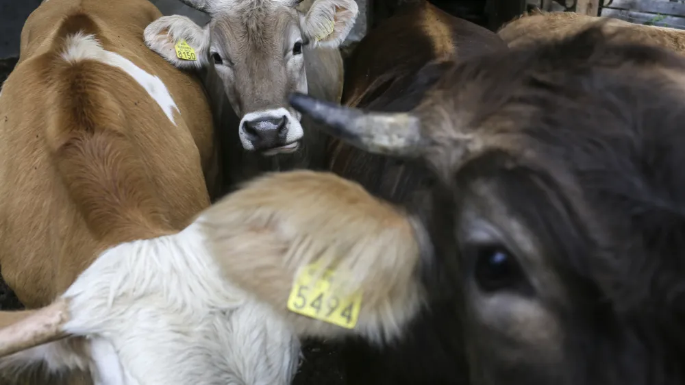 - 29.07.2014 - Vol - reportaža o volih - kraj Vuhred v Občini Radlje ob Dravi - živinoreja - voli - simentalci   //FOTO: Jaka GasarOPOMBA: DOVOLJENO ZA OBJAVO V DNEVNIKOVI PRILOGI OBJEKTIV