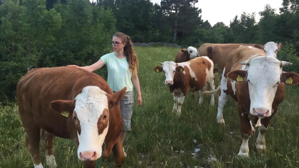 Pa&scaron;niki v okolici Pre&scaron;nice