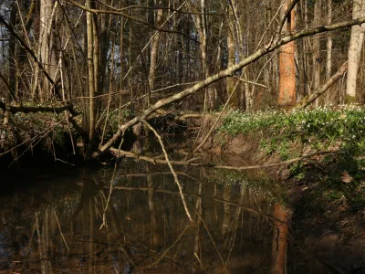Na območju občine Domžale je &scaron;e nekaj manj&scaron;ih, &scaron;e nezavarovanih mokri&scaron;č, ki jih želijo zavarovati.