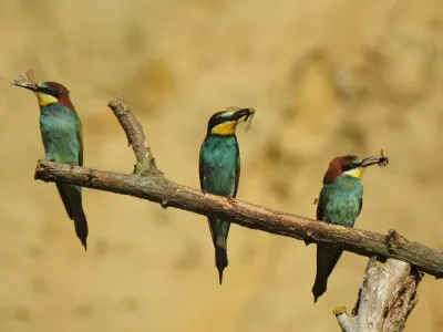 Čeb&eacute;lar se hrani z divjimi čebelami in drugimi velikimi žuželkami, ki jih spretno lovi v zraku.