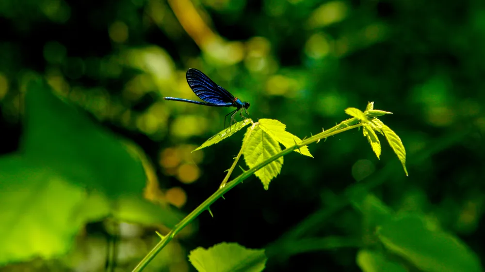 Ilustrativna fotografijaKačji pastor, naravafoto: Bojan Velikonja