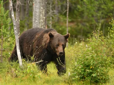 Wild brown bear (Ursus arctos)