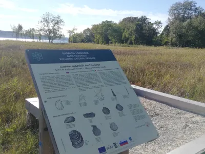 Ankaran, obala, slani travnik