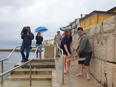 Kareto so v morje izpustili na plaži ob glavnem piranskem pomolu. F Marija Rogelja