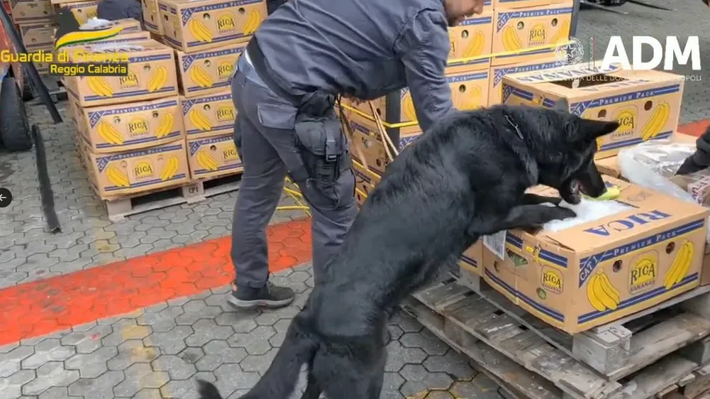 Italijanska policija je v pristani&scaron;ču Gioia Tauro v južni regiji Kalabrija zasegla 2,7 tone kokaina, skritega v zabojnikih z bananami.