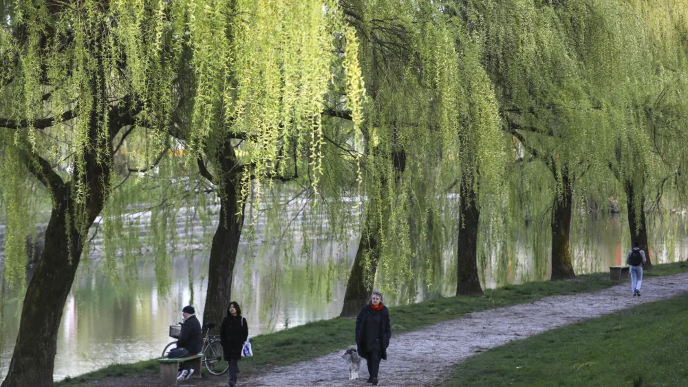 Ljubljanica - drevored<br><br> - 04.04.2023 - pomlad v mestu &ndash; cvetenje -<br><br> <br>//FOTO: Luka Cjuha