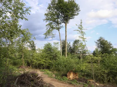 O pritožbi ljubljanske občine na in&scaron;pekcijsko odločbo, ki je ustavila posek dreves na Rožniku, odloča ministrstvo za naravne vire in prostor. Foto:&nbsp;Jaka Gasar