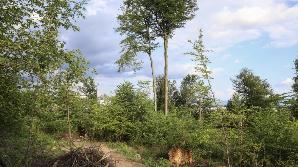 O pritožbi ljubljanske občine na in&scaron;pekcijsko odločbo, ki je ustavila posek dreves na Rožniku, odloča ministrstvo za naravne vire in prostor. Foto:&nbsp;Jaka Gasar