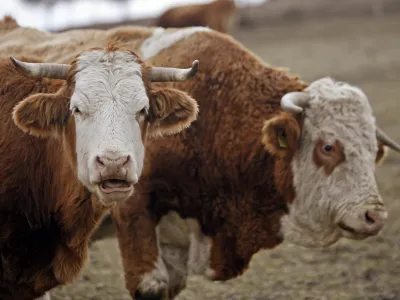 - govedoreja - krave - krava -živinoreja - pa&scaron;nik - //FOTO: Bojan Velikonja 