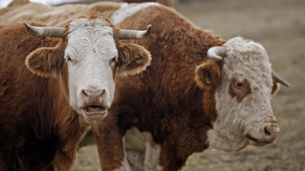 - govedoreja - krave - krava -živinoreja - pa&scaron;nik - //FOTO: Bojan Velikonja 