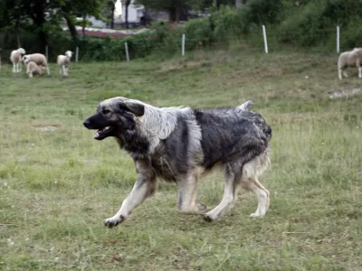 pastirski pes pasme Kra&scaron;ki ovčar (Kra&scaron;evc) - čuvaj črede -- ovčjereja in kozjereja - ovce - koze - //FOTO: Bojan Velikonja