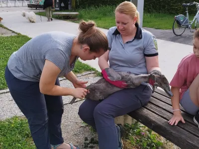 F: Krajinski park Tivoli, Rožnik in &Scaron;i&scaron;enski hrib