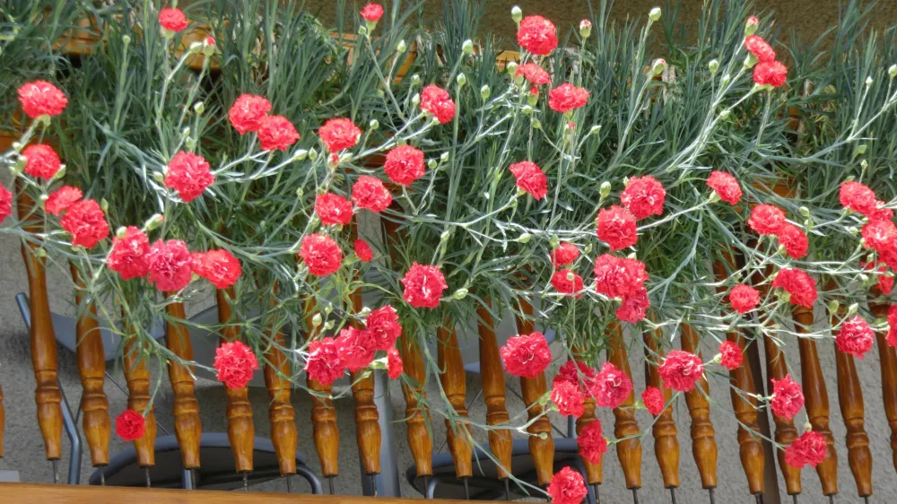 V preteklosti so krasili večinoma kmečke domove, danes pa na Gorenjskem skorajda ni kraja, kjer ne bi na&scaron;li hi&scaron;e z nageljni.&nbsp;