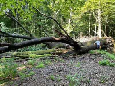Neurje, julij 2023, Prekmurje