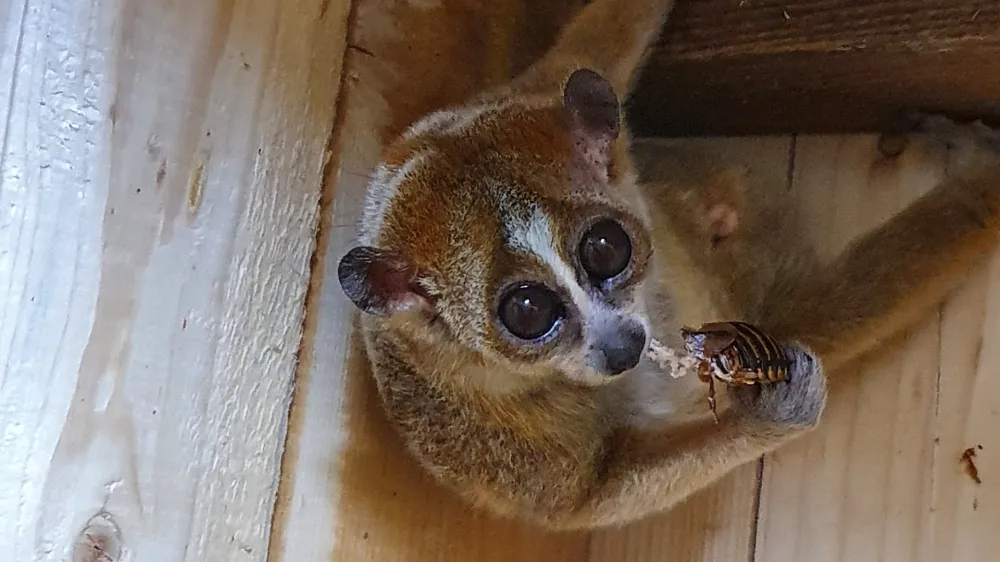Pritlikavi počasni lori je vrsta primata in znanstveniki ga ume&scaron;čajo v skupino polopic, zdaj pa ga lahko vidite tudi v celjski Tropski hi&scaron;i. Foto: arhiv Tropska hi&scaron;a