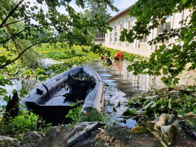 Redčenje lokvanjev v Tivolskem ribniku