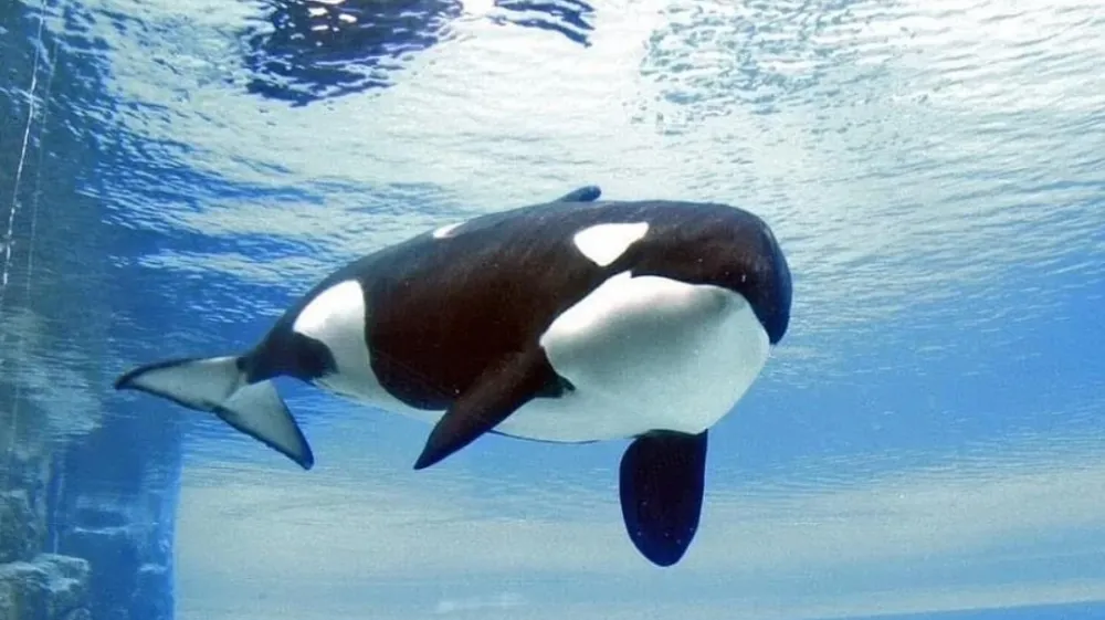 v Kanadi zaključilo 44 letno mučenje orke Kiske. Kisko so leta 1979 izlovili iz narave Islandije kot 3 letno mladičko ter jo leta preme&scaron;čali iz bazena v bazen, prepotovala je &scaron;tevilne države, na koncu pa je poginila zaradi bakterijske infekcije v Marinelandu, Ontario, Kanada.