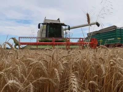 Skoraj bi bilo bolj&scaron;e, če kmetije letos p&scaron;enice sploh ne bi pridelovale, o katastrofalnih razmerah pravijo v komisiji za odkup in prodajo žit.