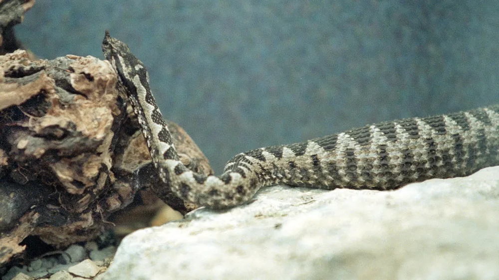 Poleg modrasa (na sliki) sta pri nas strupena &scaron;e navadni in la&scaron;ki gad.&nbsp;