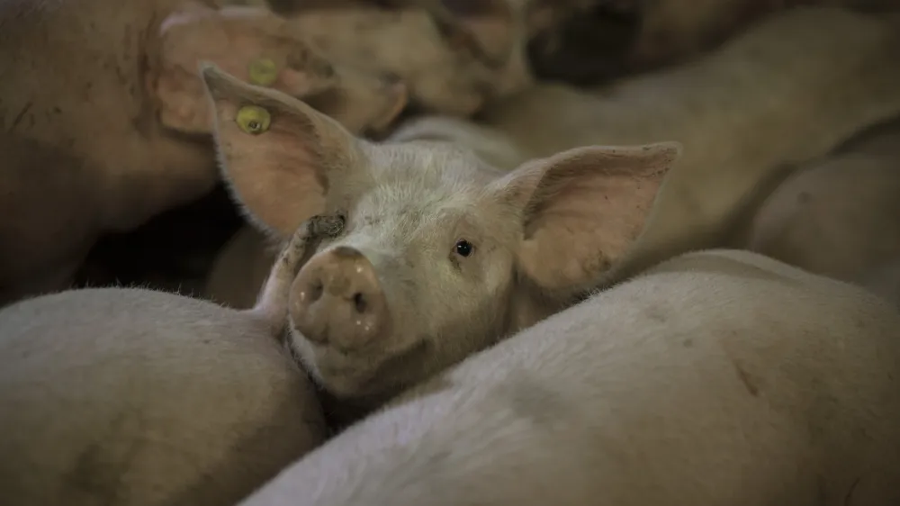 V primeru potrditve APK pri domačih pra&scaron;ičih bi morali vse pra&scaron;iče z okuženega gospodarstva uničiti v kafileriji.