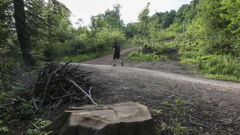 Ministrstvo za naravne vire in prostor je odpravilo odločbo in&scaron;pektorice, s katero je občini začasno prepovedala nadaljnjo sečnjo na Rožniku. In&scaron;pektorica mora ponoviti postopek in izdati novo odločbo.