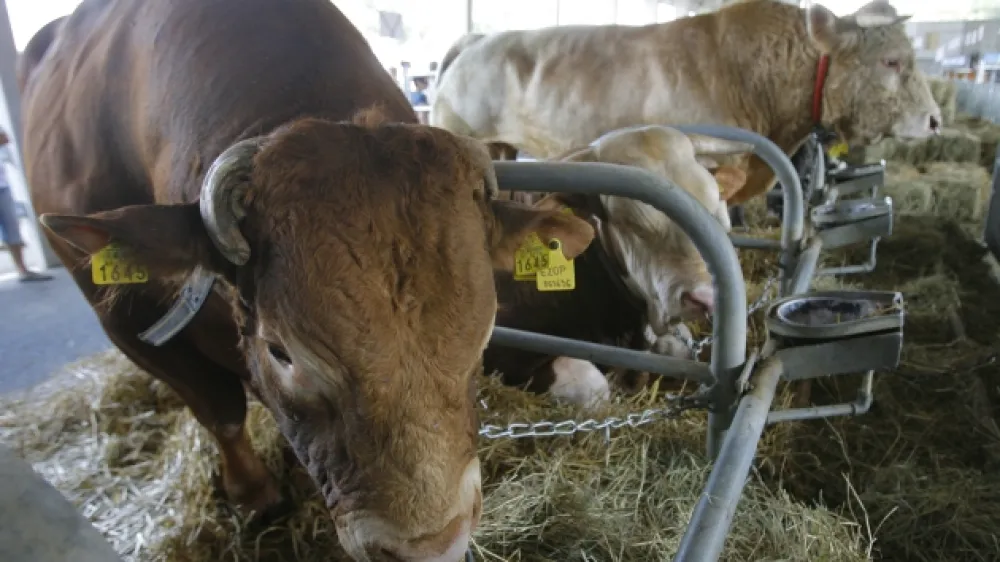   - 49. mednarodni kmetijsko-živilski sejem AGRA &ndash; Pomurski sejem - Gornja Radgona 2011    //FOTO: Jaka Adamič