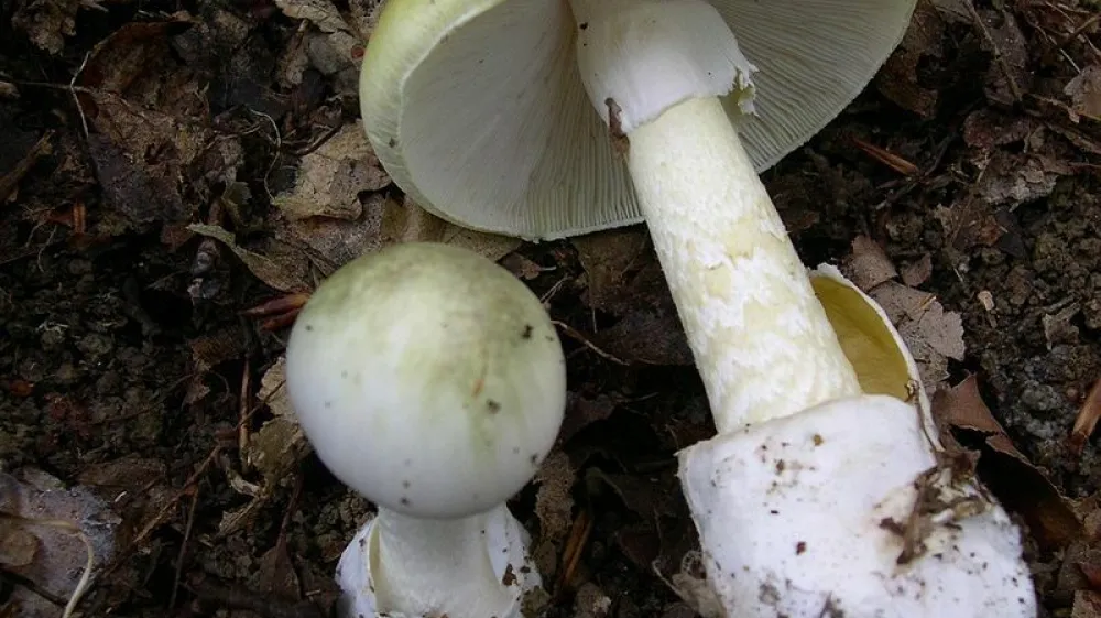 Zelena mu&scaron;nica