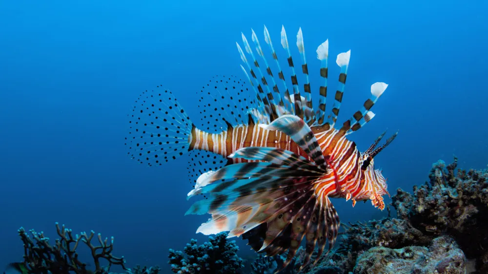 A Lion fish in Aqaba Bay