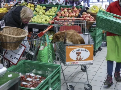 Opčine &ndash; trgovina Conad, pes v nakupovalnem vozičku<br> <br>- 07.04.2023 &ndash; ITALIJA &ndash; cenej&scaron;e nakupovanje hrane čez mejo -<br> <br>//FOTO: Jaka Gasar