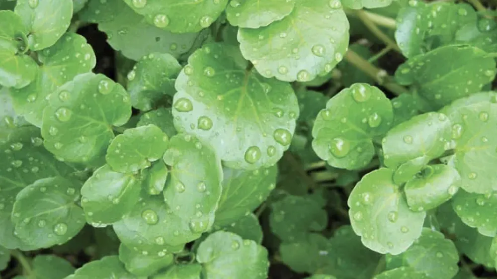 Vodna kre&scaron;a, zelenjava