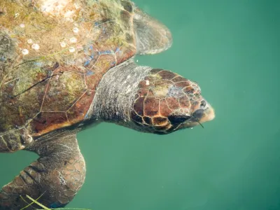 MSC križarjenje Armonia