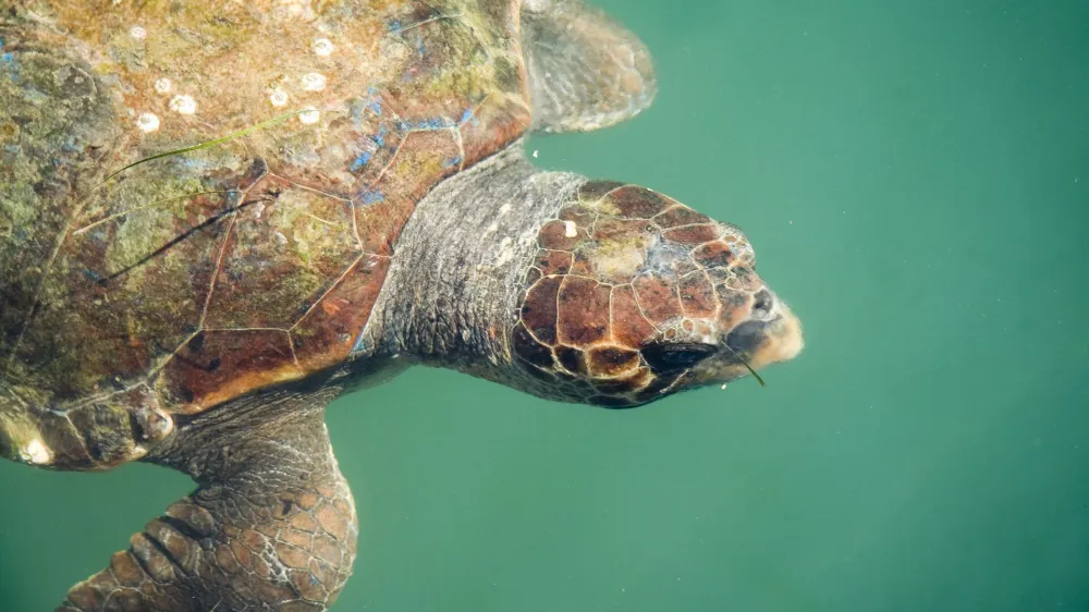 MSC križarjenje Armonia