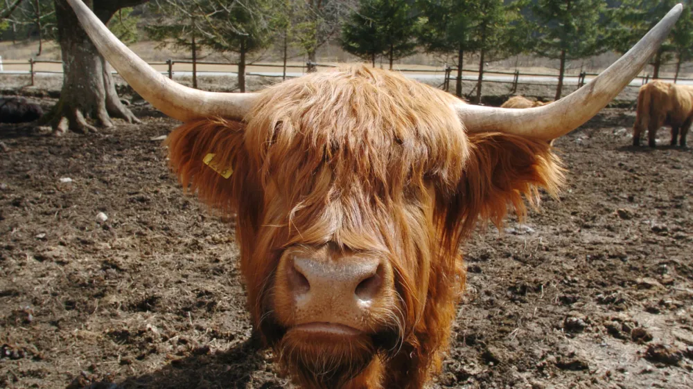 &scaron;kotska krava - Logarska dolina, Zasavje - govedoreja - živinoreja v Logarski dolini