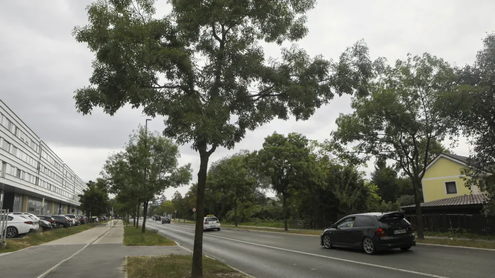 Po besedah nekdanjega ljubljanskega podžupana Janeza Koželja bo morala občina zaradi rekonstrukcije Barjanske ceste poru&scaron;iti vsaj 40 dreves.