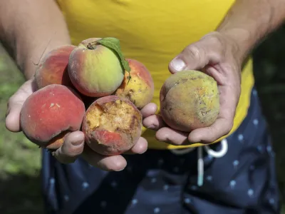 - 29.07.2023 &ndash; Vipavska dolina - odpravljanje posledic po uničevalnem neurju s točo - uničeni pridelki v breskovih in hru&scaron;kovih sadovnjakih, vinogradih ter na poljih - sadjarstvo - //FOTO: Jaka Gasar